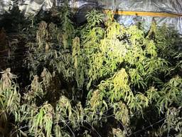 Binnen stonden 250 planten (foto: Politie Bladel).
