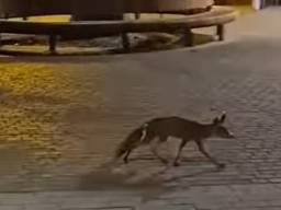 Vosje gespot in het centrum van Breda