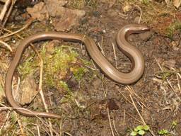De hazelworm is een bruine hagedis zonder pootjes (Foto: Annemarie van Diepenbeek).