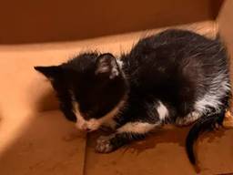 De bevrijde kitten (foto: Politie Basisteam Groene Beemden).