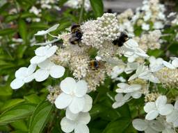 Hommels op een hortensia (foto: Hennie Dirven).