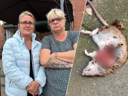 https://api.omroepbrabant.nl/img/f/$width$/$height$/0.5/0.5/bWVkaWEvcHJvZC80NzM2NzA3LmpwZz9zdj0yMDE5LTA3LTA3JnN0PTIwMjAtMDEtMDFUMDAlM0EwMCUzQTAwWiZzZT0yMDQwLTAxLTAxVDAwJTNBMDAlM0EwMFomc3I9YiZzcD1yJnNpZz1pUWxnZ01XUEhacTg5TCUyQm5OQ2YyRlpINlNVc2dKQ2dWc0tPcmwlMkYlMkZwc1Z3JTNE