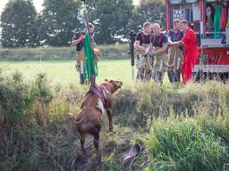 Brandweer takelt jonge koe uit beek, moeder kijkt langs de kant bezorgd toe