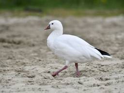 Zeldzame gans steelt de show in Breda, paparazzi-taferelen in de wijk