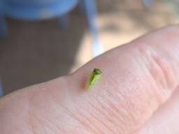 Lassus scutellaris, een dwergcicade (foto: Ralf de Jong).
