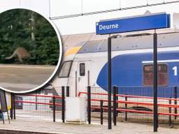 Kangoeroe loopt los op het station