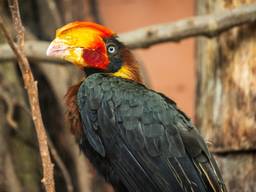Een neushoornvogel, foto ter illustratie. (Foto: ANP)