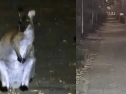 De loslopende wallaby. (Foto: Instagram politie).