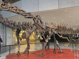 In het provinciehuis is een dinosaurus van twintig meter lang te vinden (foto: Wilco Zonneveld).