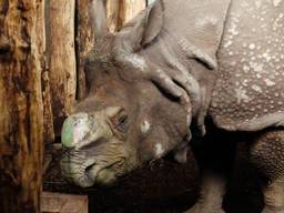 Qabid is de nieuwe Indische neushoorn in Eindhoven Zoo (foto: Eindhoven Zoo).