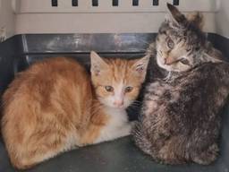 Bijna alle katten en kittens zijn in beslag genomen (foto: politieteam Roosendaal).