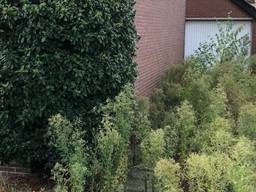 De oprit van dit huis in Zegge is dichtgegroeid (foto: Willem-Jan Joachems).