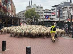 De schapen wandelen op de Markt in Eindhoven. (Foto: Studio040)