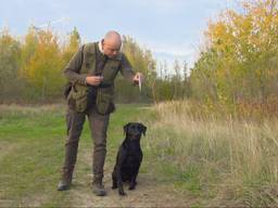 Labrador Willem strijdt om titel beste jachthond van Nederland