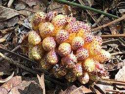 Marjolein zag iets vreemds in natuurgebied Herperduin (foto: Marjolein Prinsen).