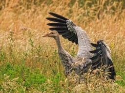 Een kraanvogeljong in De Peel.