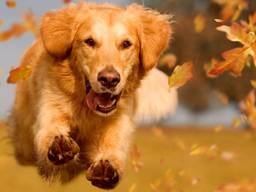 Foto ter illustratie (foto: Shutterstock).