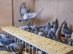 Duiven in de duiventil (foto: ANP).