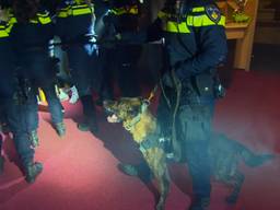 De honden werken als dreigmiddel bij de oefening.