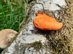 Een vermiljoenhoutzwam (foto: Franja Mulders).