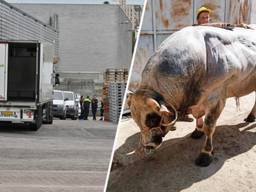 WEB_OVERLIJDEN_STIER.Copy.01.Copy.01.transfer