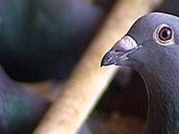 Man vangt vogels met verboden kooien en netten.