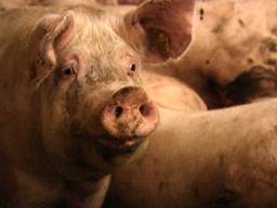Gemeenten en veehouders in de fout (foto: archief).