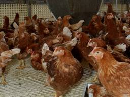 Kippen stoten minder ammoniak uit