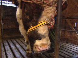 Veehouder veroordeeld voor het verwaarlozen van zijn stieren (archieffoto)