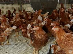 De kippen mogen na ruim vijf maanden weer naar buiten (archieffoto: ANP)