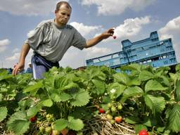 Aardbeienplukkers aan het werk