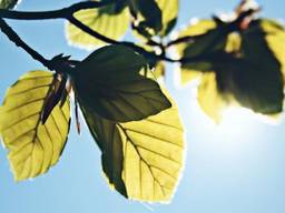 Zon schijnt boven Brabant