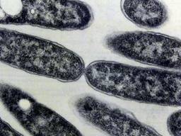 Legionellabacterie. Foto: ANP