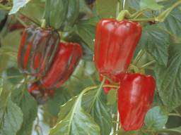 Naweeën zomerdroogte: mogelijk minder paprika's in de winkel