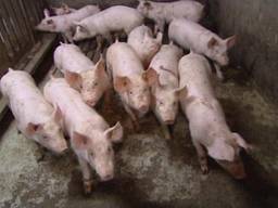 Biggen in een varkenshouderij (archieffoto)