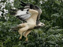 Een buizerd. (Foto: ANP)