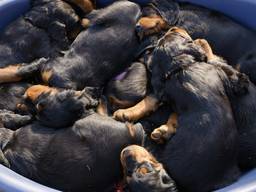 Fokker in Hapert beschuldigd van gesjoemel met puppies