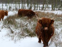 Schotse Hooglanders (foto: Hans van Hamersveld)