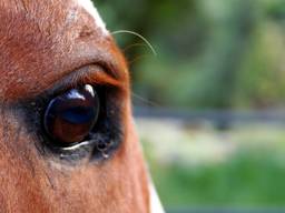 Het paard is mishandeld en misbruikt. Foto: Archief