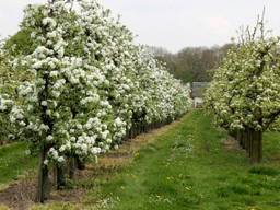 De lente komt eraan, maar fruittelers moeten hun bomen eerst nog tegen flinke nachtvorst beschermen. (Archieffoto: Martha Kivits)