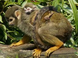 Foto ter illustratie.