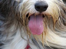 Blije bearded collie (foto: Karin Kamp)