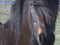 Een paard. (Archieffoto)