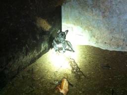 Verwaarloosde hond bij een fokker (Foto: Dierenpolitie) 