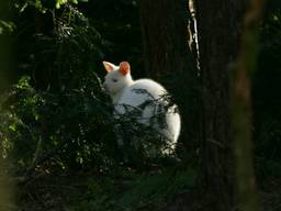 De witte kangoeroe verstopte zich in de bosjes. Foto: Alexander Vingerhoeds