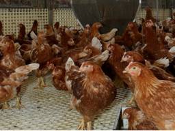 Animal Rights bracht in beeld hoe de toestand is bij de kippen (Archieffoto).