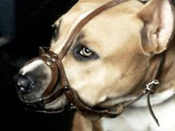 Een Staffordshire Terrier (archieffoto: sxc.hu)