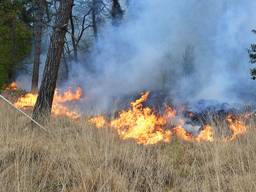 Brand verwoest deel Mastbos Breda, jeugdgevangenen Den Hey-Acker overgebracht naar de Koepel