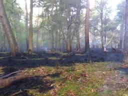 De schade aan het Mastbos in Breda door brand is bij daglicht duidelijk zichtbaar