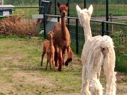 Pasgeboren alpaca in Tilburg voor het eerst naar buiten